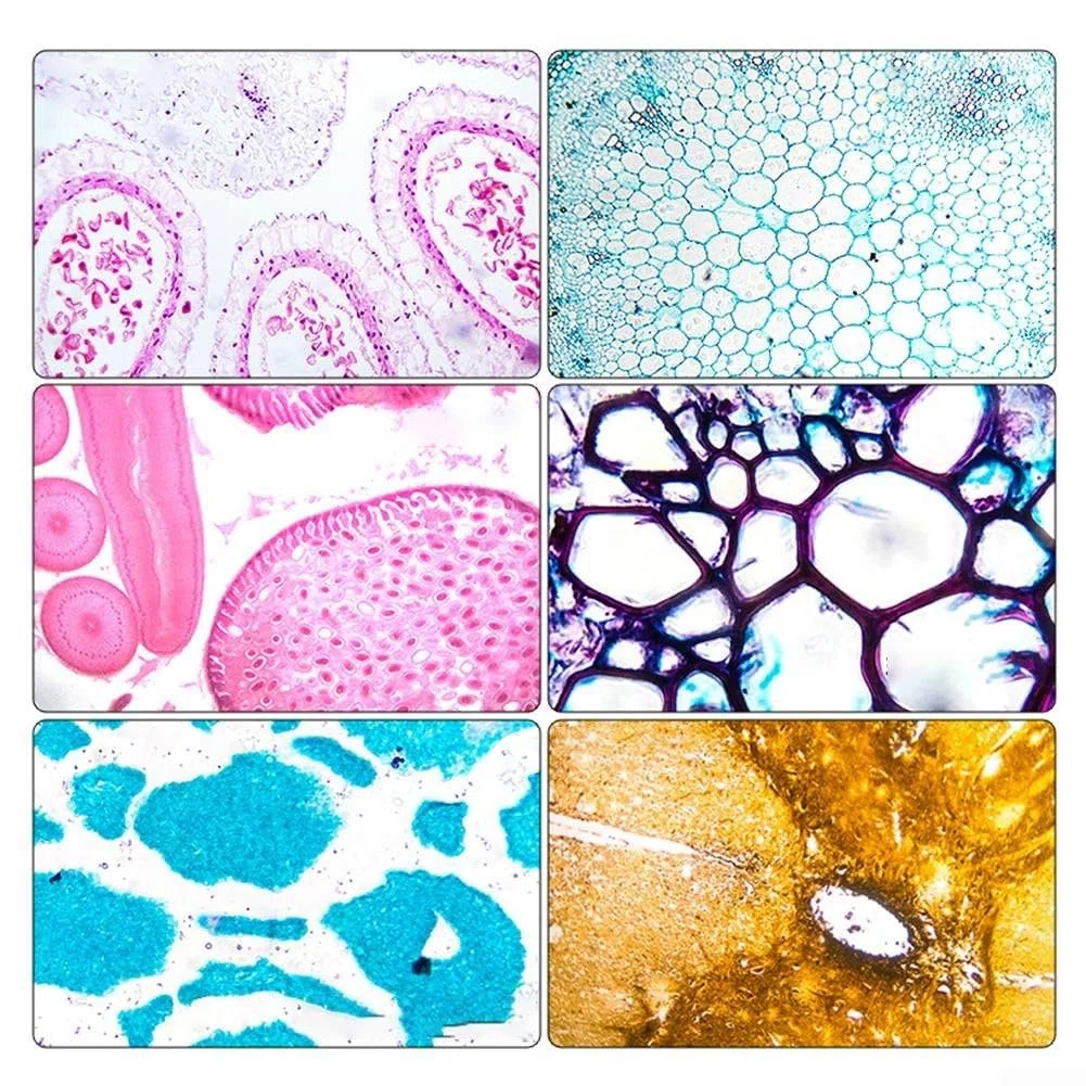Obiettivo acromatico 195 per microscopi biologici, caratteristiche immersione in olio e design elastico per una visione sicura da 4X a 100X ingrandimento (20X)
